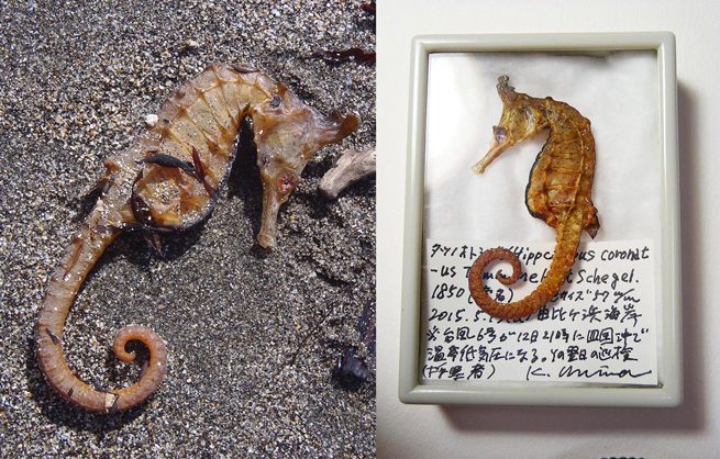 貝殻 標本 タツノオトシゴなど11種類 - nghiencuudinhluong.com
