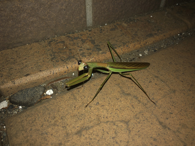 僕の大好きなカマキリ 〜その1 見分け方〜 - Kaisei web | 偕成社の