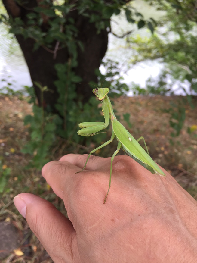 僕の大好きなカマキリ 〜その1 見分け方〜 - Kaisei web | 偕成社のウェブマガジン